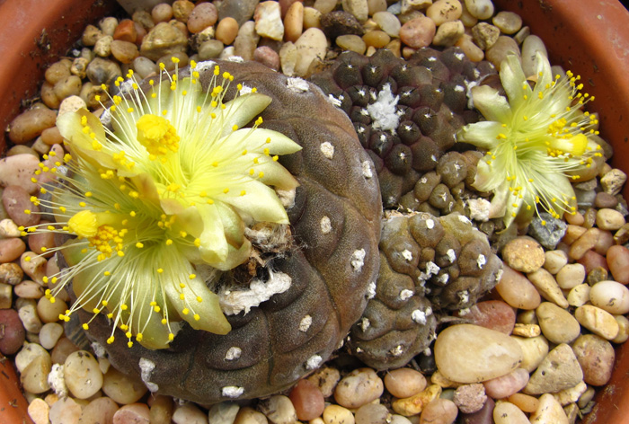 Copiapoa hypogaea